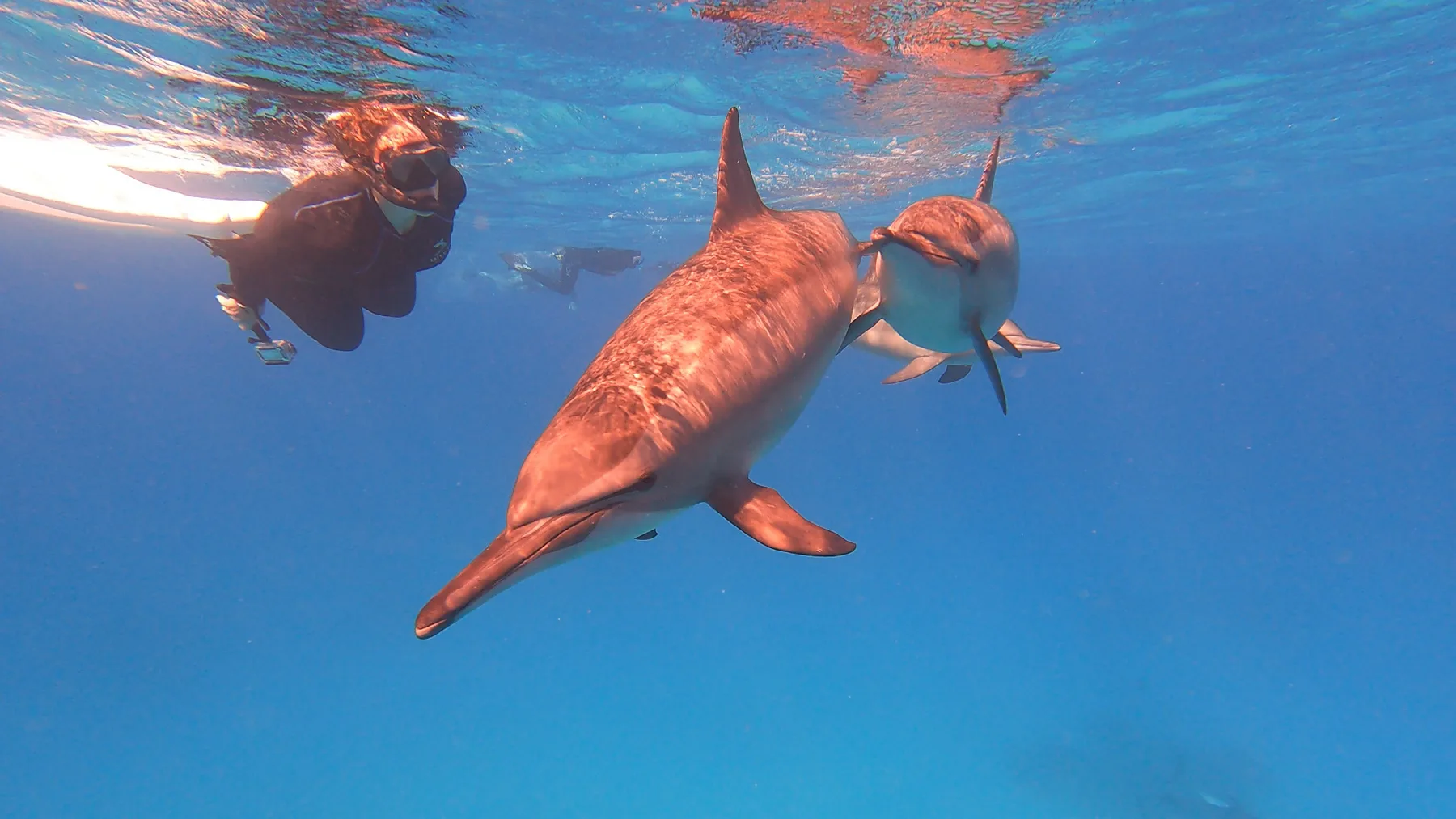 Een snorkelaar zwemt vlak naast wilde spinnerdolfijnen