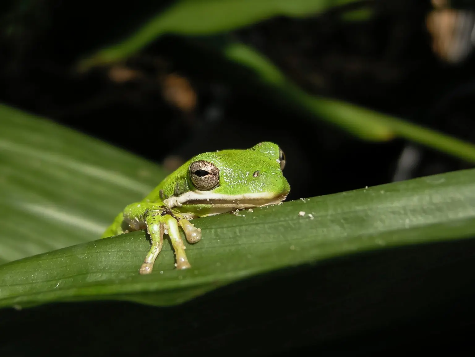 A green tree frog on a leaf